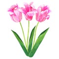 Bouquet of pink tulips. Hand drawn watercolor illustration. Isolated on white background Royalty Free Stock Photo