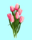 Bouquet of pink tulips isolated on blue background. Spring flowe