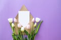 bouquet of pink tulips isolated on a purple background. space for text. invitation. congratulation. Royalty Free Stock Photo