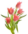 Bouquet of pink tulips isolated on white background. Composition of realistic tulip flowers