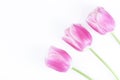 A bouquet of pink tulips is isolated on a white background. Congratulation concept card for Women`s Day, mother`s day, spring Royalty Free Stock Photo