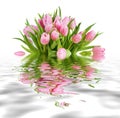 Bouquet of pink tulips isolated on white reflected in a water Royalty Free Stock Photo