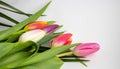 Bouquet of pink tulips on a light background. Holiday card Royalty Free Stock Photo