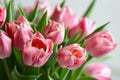 Bouquet of pink tulips on a light background. Holiday card. Royalty Free Stock Photo