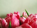 Bouquet of pink tulips on a light background. Holiday card. Natural pink tulips in selective focus. Royalty Free Stock Photo