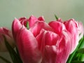 Bouquet of pink tulips on a light background. Holiday card. Natural pink tulips in selective focus. Royalty Free Stock Photo