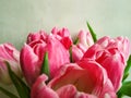 Bouquet of pink tulips on a light background. Holiday card. Natural pink tulips in selective focus. Royalty Free Stock Photo