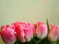 Bouquet of pink tulips on a light background. Holiday card. Natural pink tulips in selective focus. Royalty Free Stock Photo