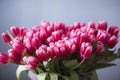 Bouquet of pink tulips on neutral background Royalty Free Stock Photo