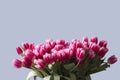 Bouquet of pink tulips on neutral background Royalty Free Stock Photo