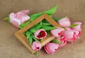 A bouquet of pink tulips with satin ribbon and wooden frame Royalty Free Stock Photo