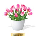 Bouquet of pink tulips in vase isolated on white background Royalty Free Stock Photo