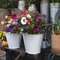 Bouquet from pink tulips, violet grape hyacinths, anemones, violet veronica and white buttercup