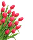 Bouquet of pink tulips on white Royalty Free Stock Photo