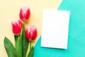 Bouquet of pink tulips and white mockup blank  on geometric yellow and green background. Easter or Mother`s Day greeting card. Royalty Free Stock Photo