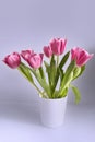 Bouquet pink tulips in white vase stands on table stock photo