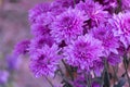 Pink-violet chrysanthemum flower background.