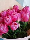 A bouquet of pink tulips wrapped in paper Royalty Free Stock Photo