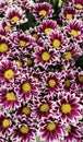 Pink and white chrysanthemum flowers with yellow centre Royalty Free Stock Photo