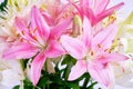 Bouquet of pink and white lilies,close up Royalty Free Stock Photo