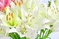 Bouquet of pink and white lilies,close up Royalty Free Stock Photo