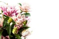 Bouquet of pink and white lilies isolated on white background. Royalty Free Stock Photo