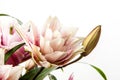 Bouquet of pink and white lilies isolated on white background. Royalty Free Stock Photo