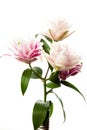 Bouquet of pink and white lilies isolated on white background. Royalty Free Stock Photo