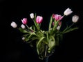 Bouquet of pink white and purple tulips in a vase on a black background, spring flowers in a vase, copy space Royalty Free Stock Photo