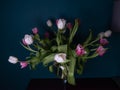 Bouquet of pink white and purple tulips in a vase on a dark green background, spring flowers in a vase, copy space Royalty Free Stock Photo