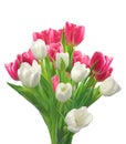 Bouquet of pink and white tulips isolated on white Royalty Free Stock Photo