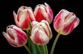 Bouquet of pink and white tulips with water drops on a black background Royalty Free Stock Photo