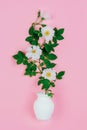 Bouquet of pink wild rose flowers in a white jug on a pink background. Royalty Free Stock Photo