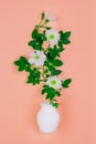 Bouquet of pink wild rose flowers in a white jug on a pink background. Royalty Free Stock Photo