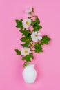 Bouquet of pink wild rose flowers in a white jug on a pink background. Royalty Free Stock Photo