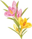 Bouquet of pink and yellow crocuses isolated on th Royalty Free Stock Photo