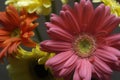 Bouquet of pink, yellow and orange Gerbera Daisies Royalty Free Stock Photo