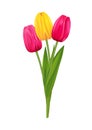 Bouquet of pink and yellow tulips, spring flowers Royalty Free Stock Photo