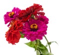 A bouquet of pink zinnias Royalty Free Stock Photo