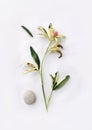 A bouquet of plants, leaves, flowers and stone isolated on a white background. Floristic composition, poster