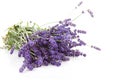 Bouquet of plucket lavender Royalty Free Stock Photo