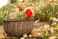 Bouquet of poppies and chamomiles in wicker basket on wooden table