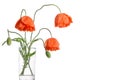Bouquet of poppies in glass vase