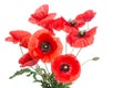 Bouquet of poppies Royalty Free Stock Photo