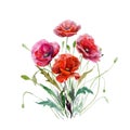 Bouquet of poppy flowers. Hand drawn watercolor illustration. Magnificent red colors floral elements for design isolated on white.