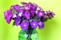 Bouquet Pretty Purple Lacecap Hydrangea