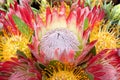 Bouquet of protea flowers, pincushion, sugarbush Royalty Free Stock Photo