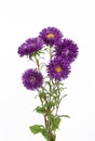 Bouquet of purple asters flowers on a isolated white background.