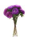 Bouquet of purple asters isolated on white.  Autumn flowers Royalty Free Stock Photo