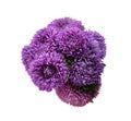 Bouquet of purple asters isolated on white, top view.  Autumn flowers Royalty Free Stock Photo